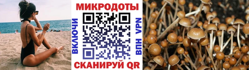 закладка  Нерчинск  Псилоцибиновые грибы MAGIC MUSHROOMS 